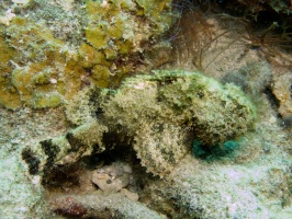 Juvenile Scorpionfish IMG 7748